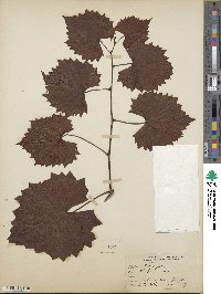 Vitis rotundifolia image