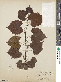 Vitis rotundifolia image