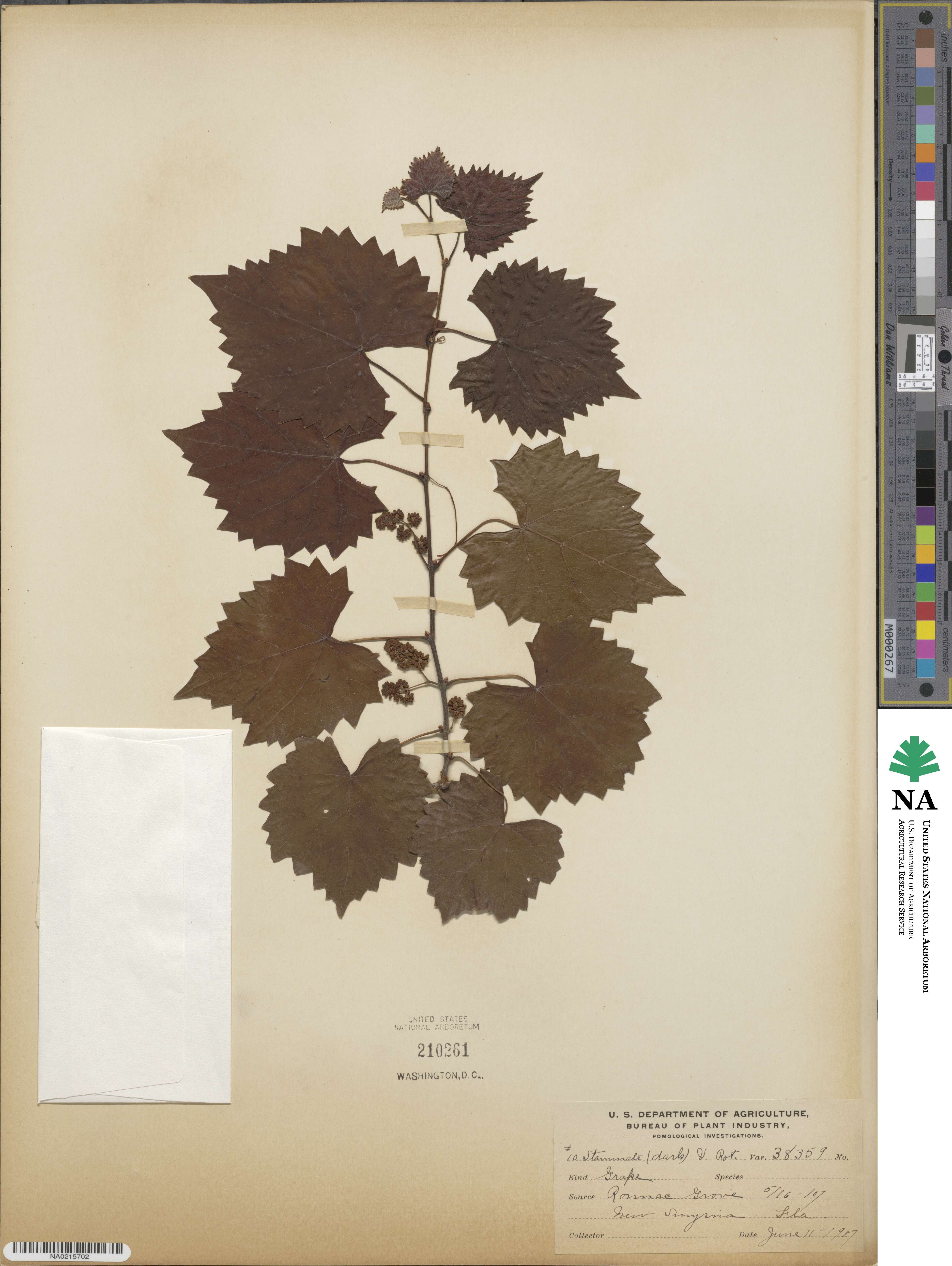 Vitis rotundifolia image
