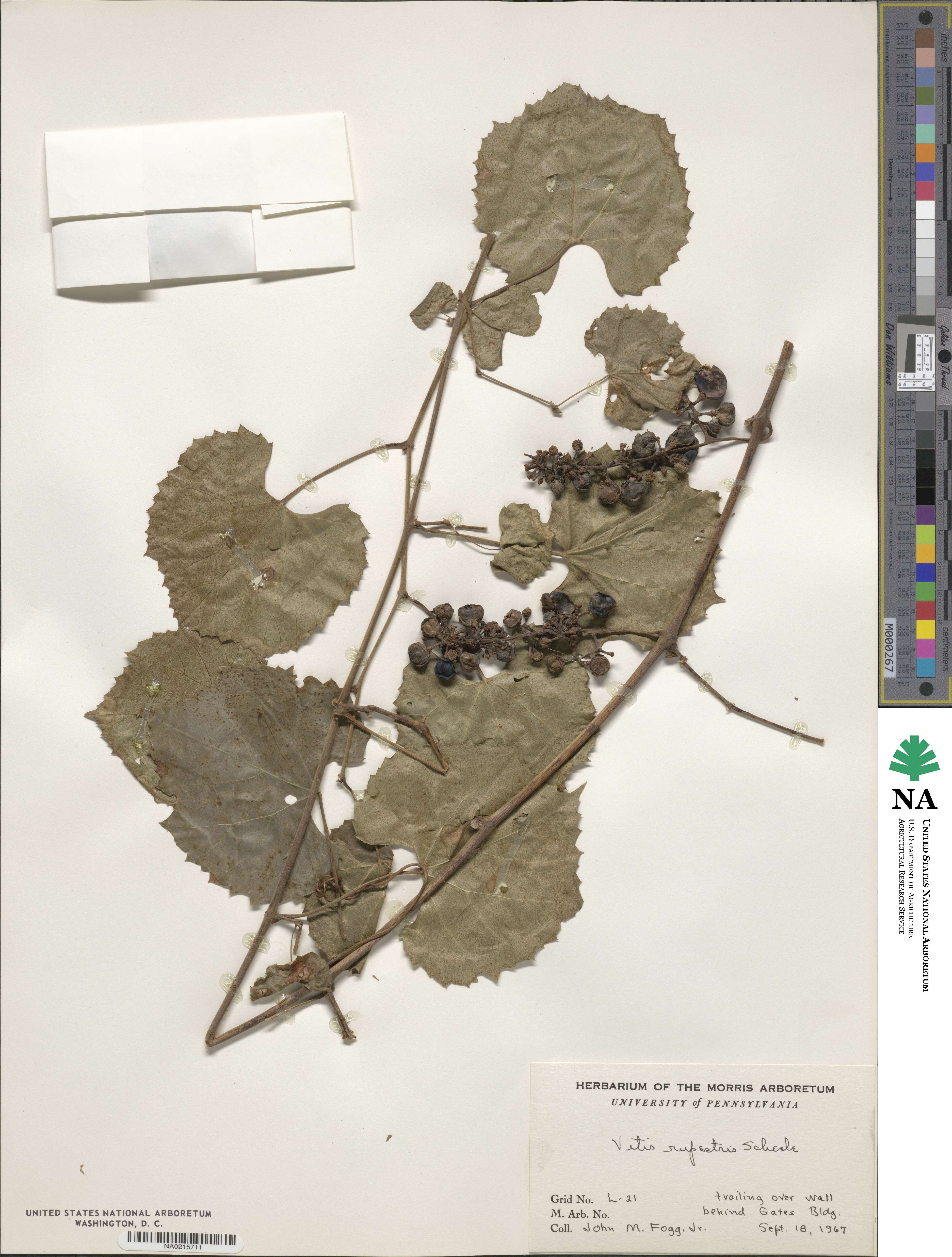 Vitis rupestris image