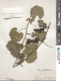 Vitis rupestris image