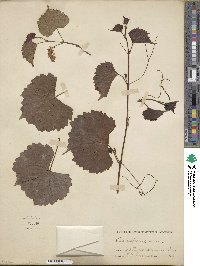 Vitis rupestris image