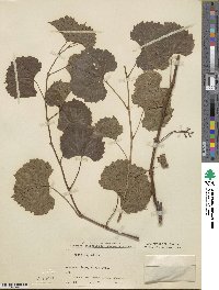 Vitis rupestris image