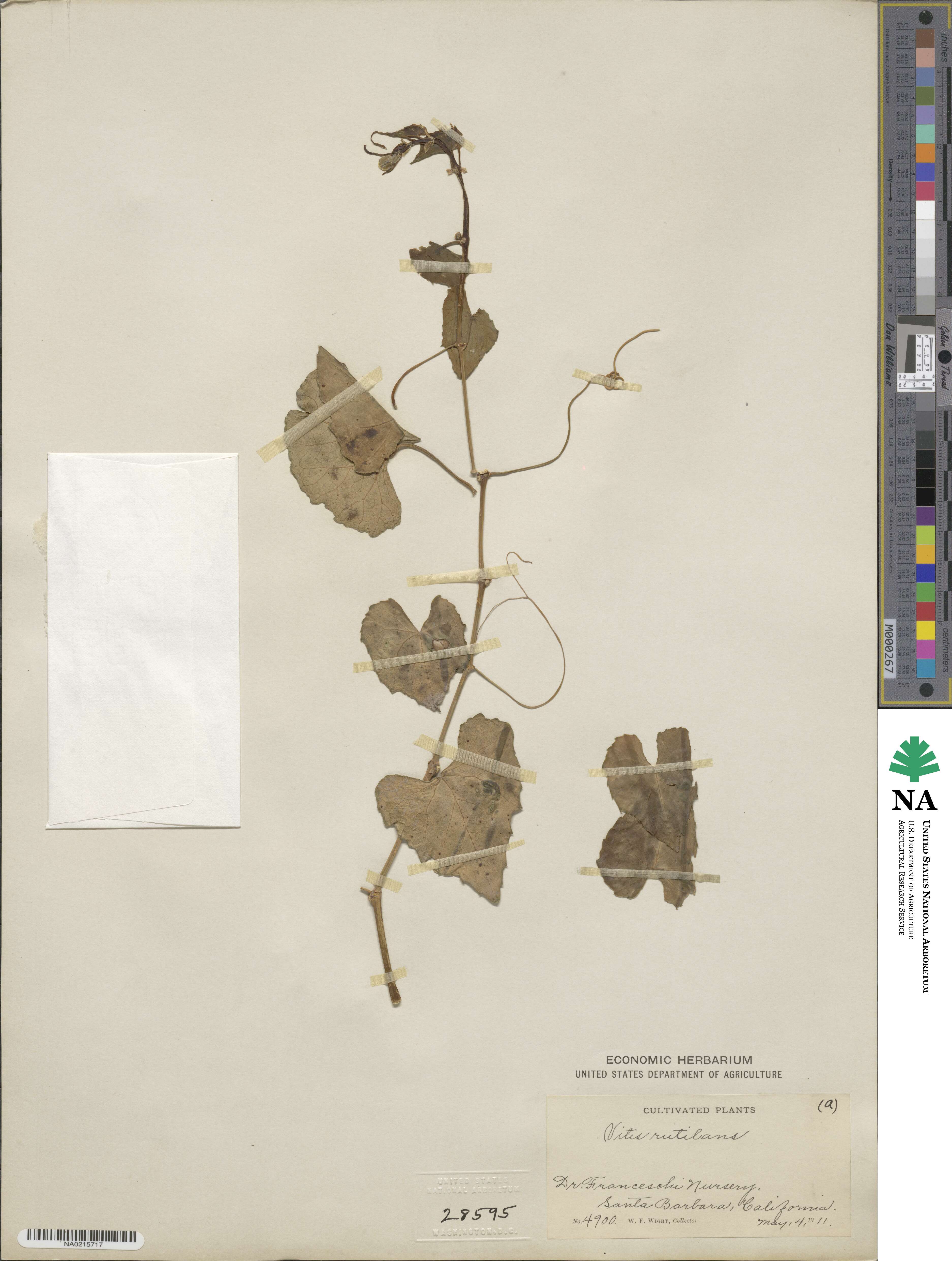 Vitis romanetii image