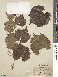 Vitis acerifolia image