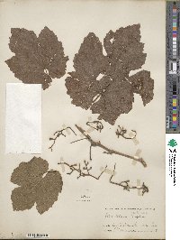 Vitis acerifolia image