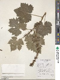 Vitis vinifera image