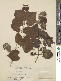 Image of Vitis virginiana