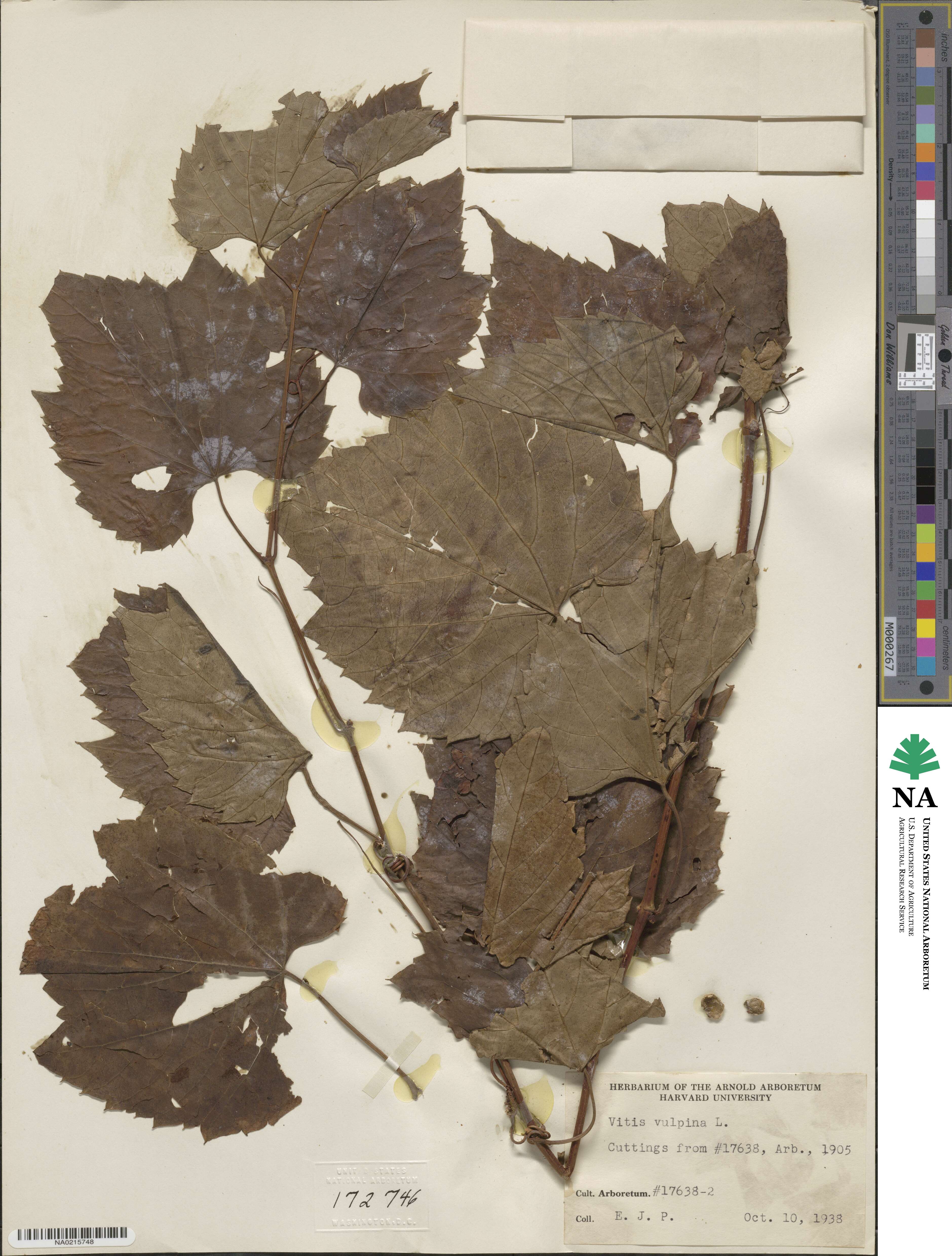 Vitis vulpina image