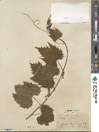 Vitis vulpina image