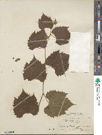 Vitis vulpina image