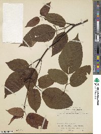 Vitis wilsoniae image