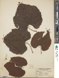 Image Associated With the Occurence