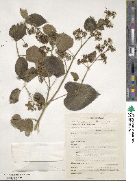 Image of Ampelocissus abyssinica