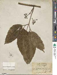 Tetrastigma planicaule image