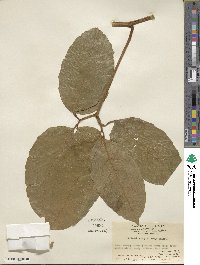 Tetrastigma planicaule image