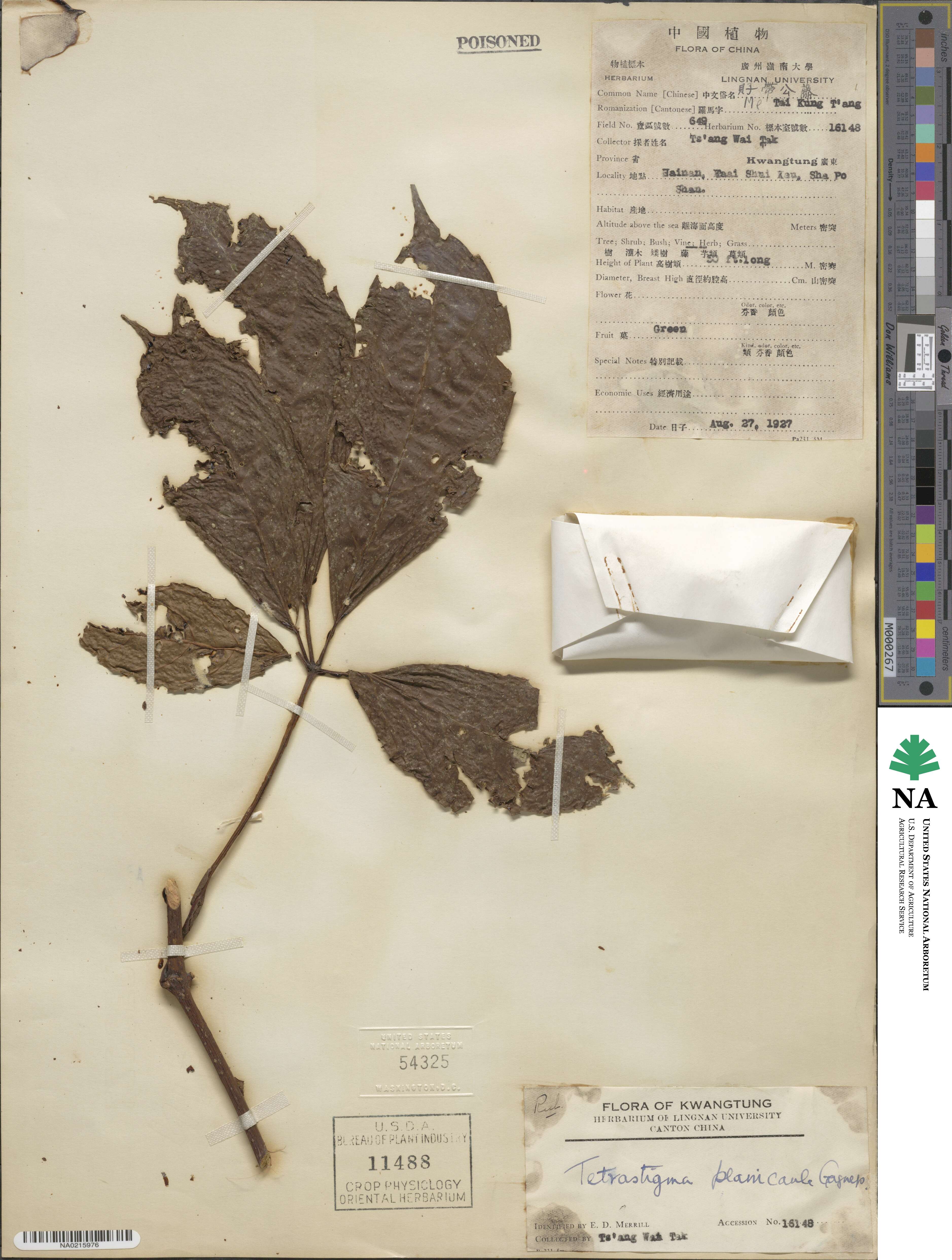 Tetrastigma planicaule image