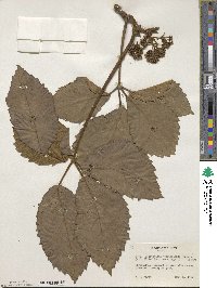 Tetrastigma voinierianum image