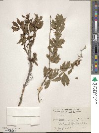 Image of Parthenocissus heptaphylla