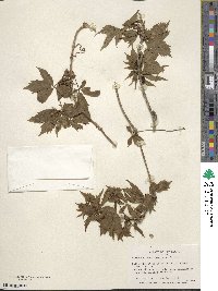 Parthenocissus inserta image