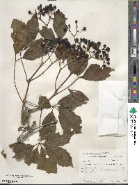 Parthenocissus inserta image