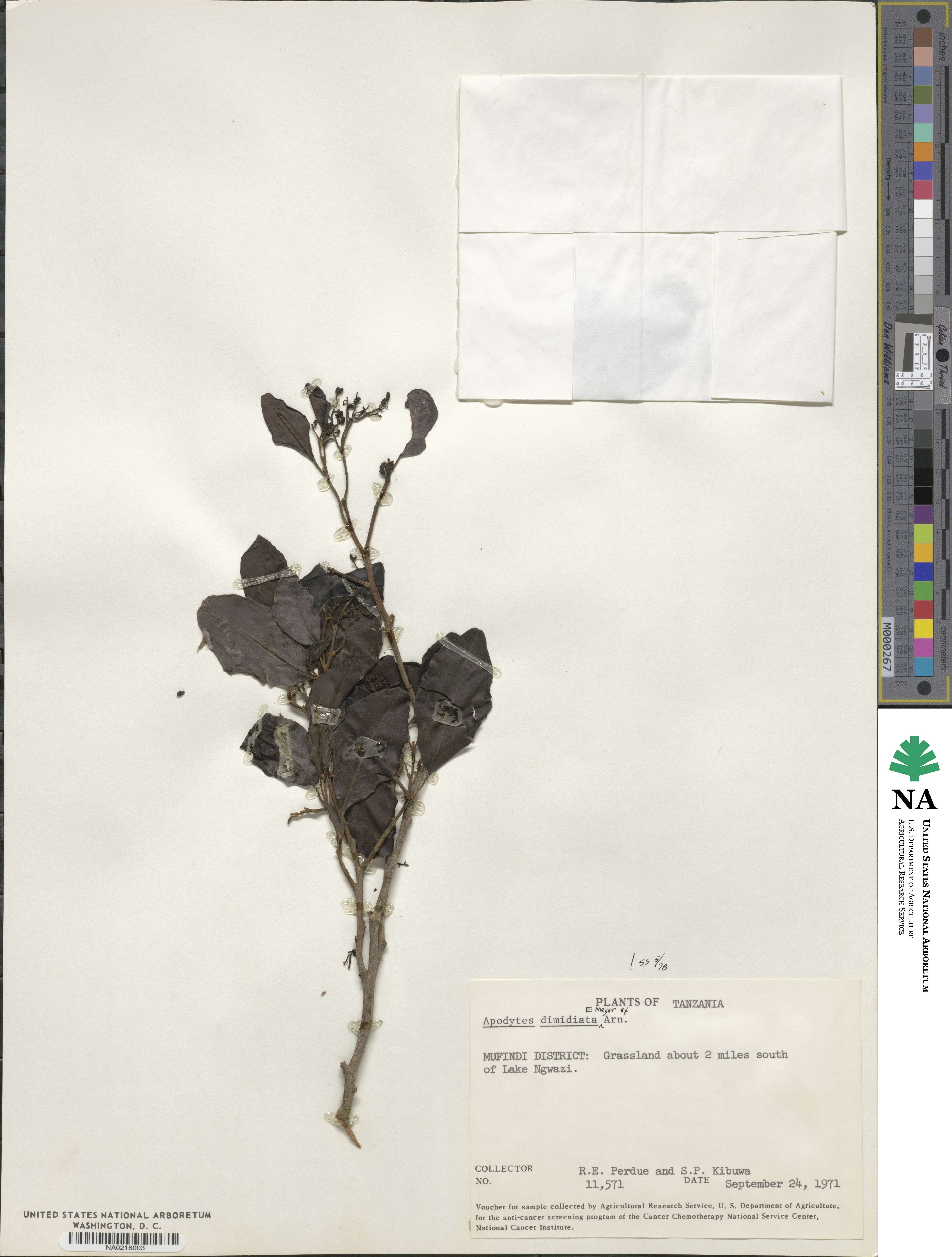Apodytes dimidiata image