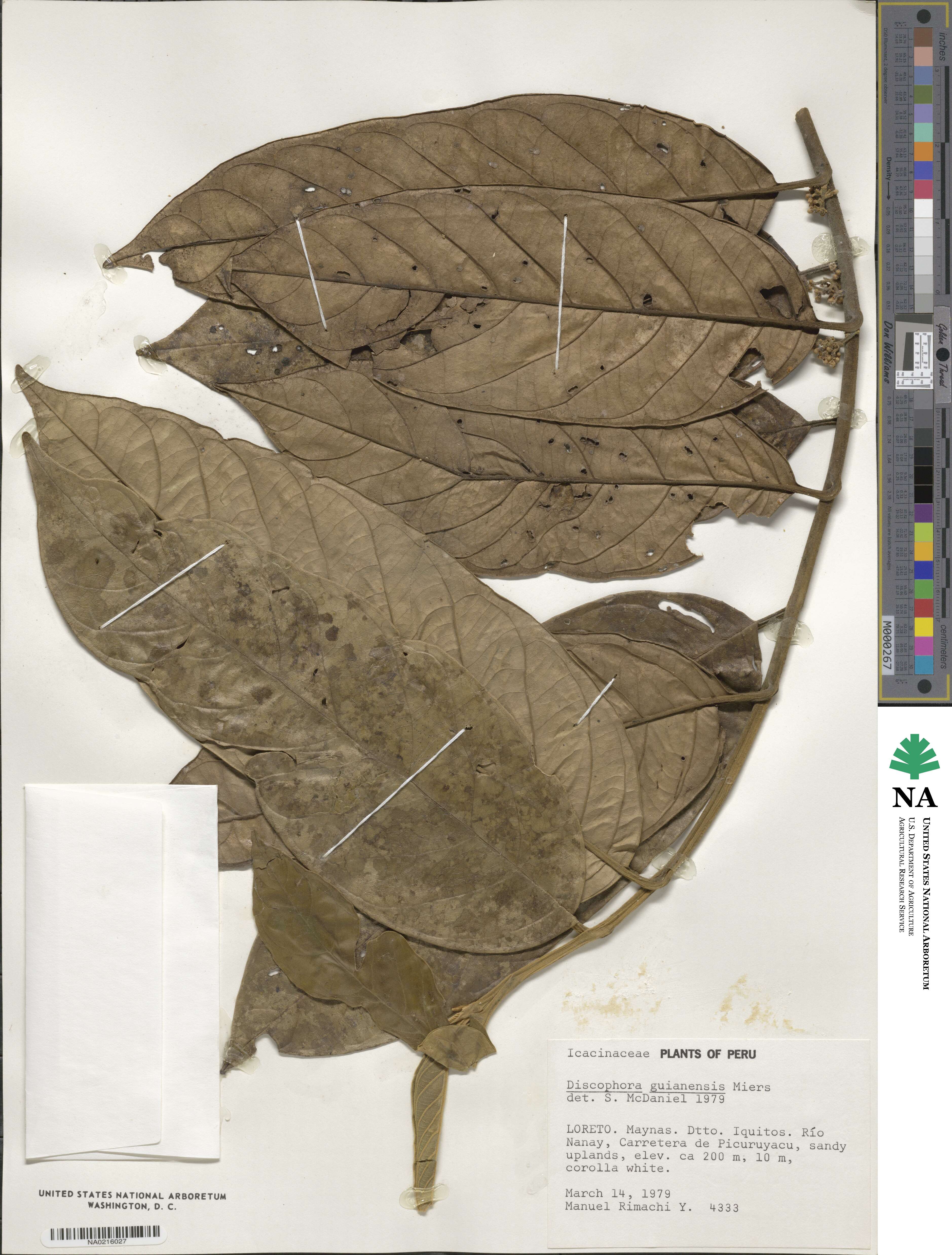Discophora guianensis image