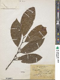 Image of Oecopetalum mexicanum