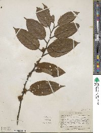 Image of Emmotum fagifolium