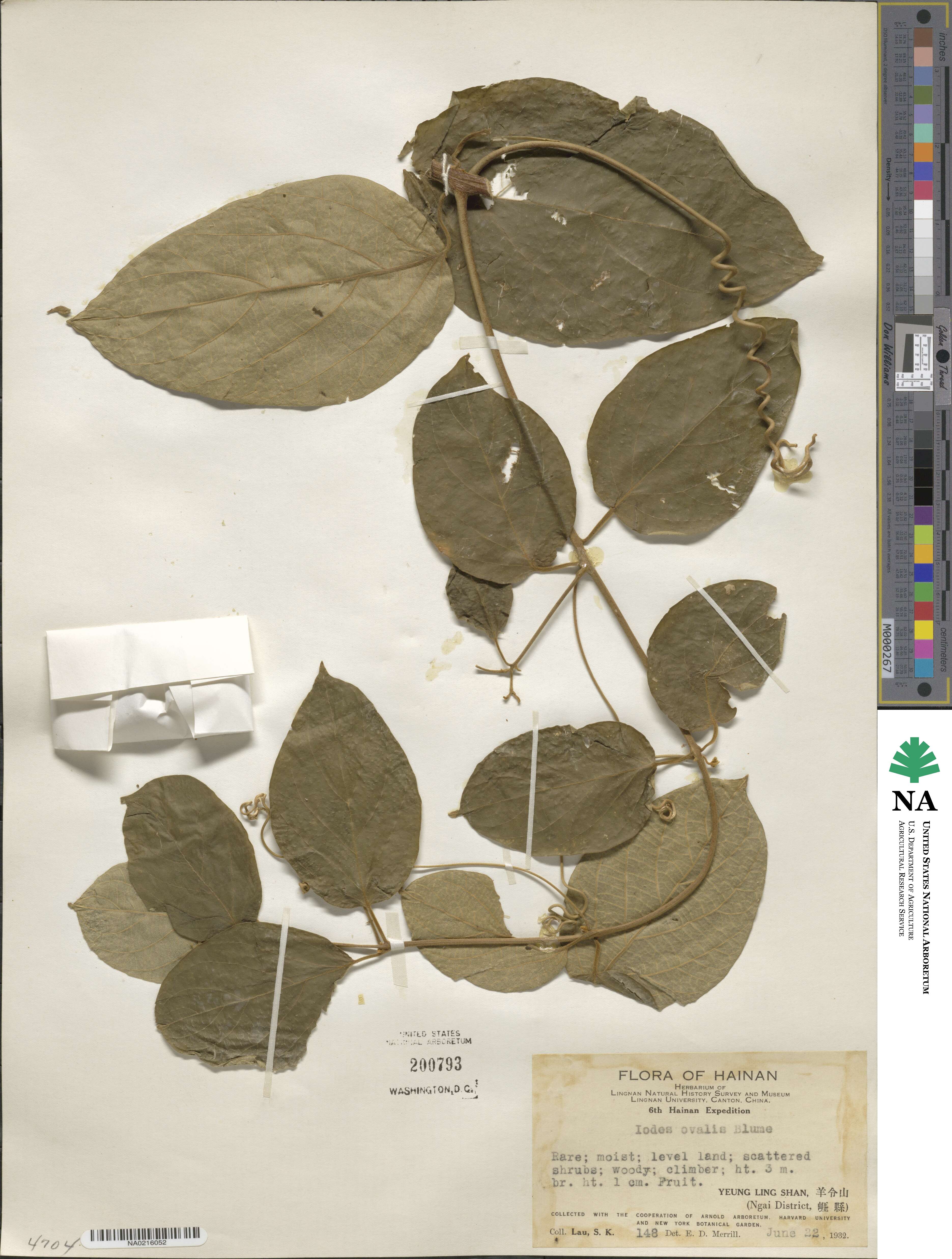 Iodes ovalis image