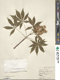 Aesculus glabra var. arguta image