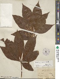 Aesculus glabra var. arguta image