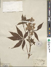 Aesculus glabra var. arguta image