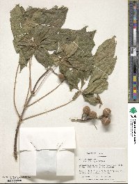 Aesculus glabra image