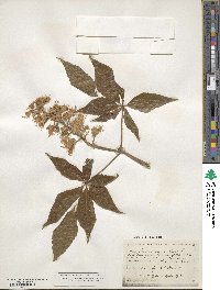 Aesculus glabra image