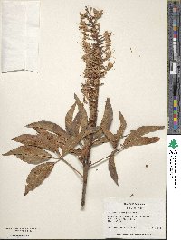 Aesculus californica image