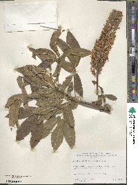 Aesculus californica image