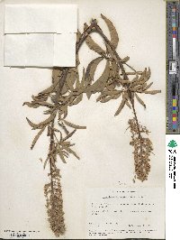 Aesculus californica image