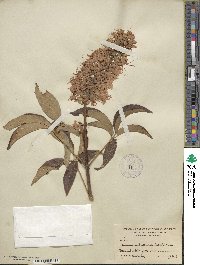 Aesculus californica image