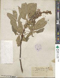 Aesculus californica image