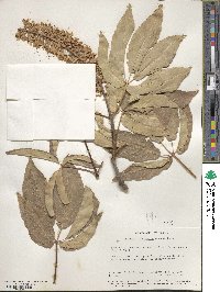 Aesculus californica image