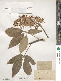 Aesculus californica image