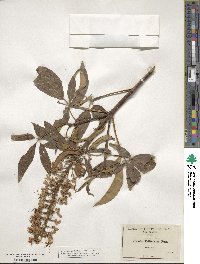 Aesculus californica image