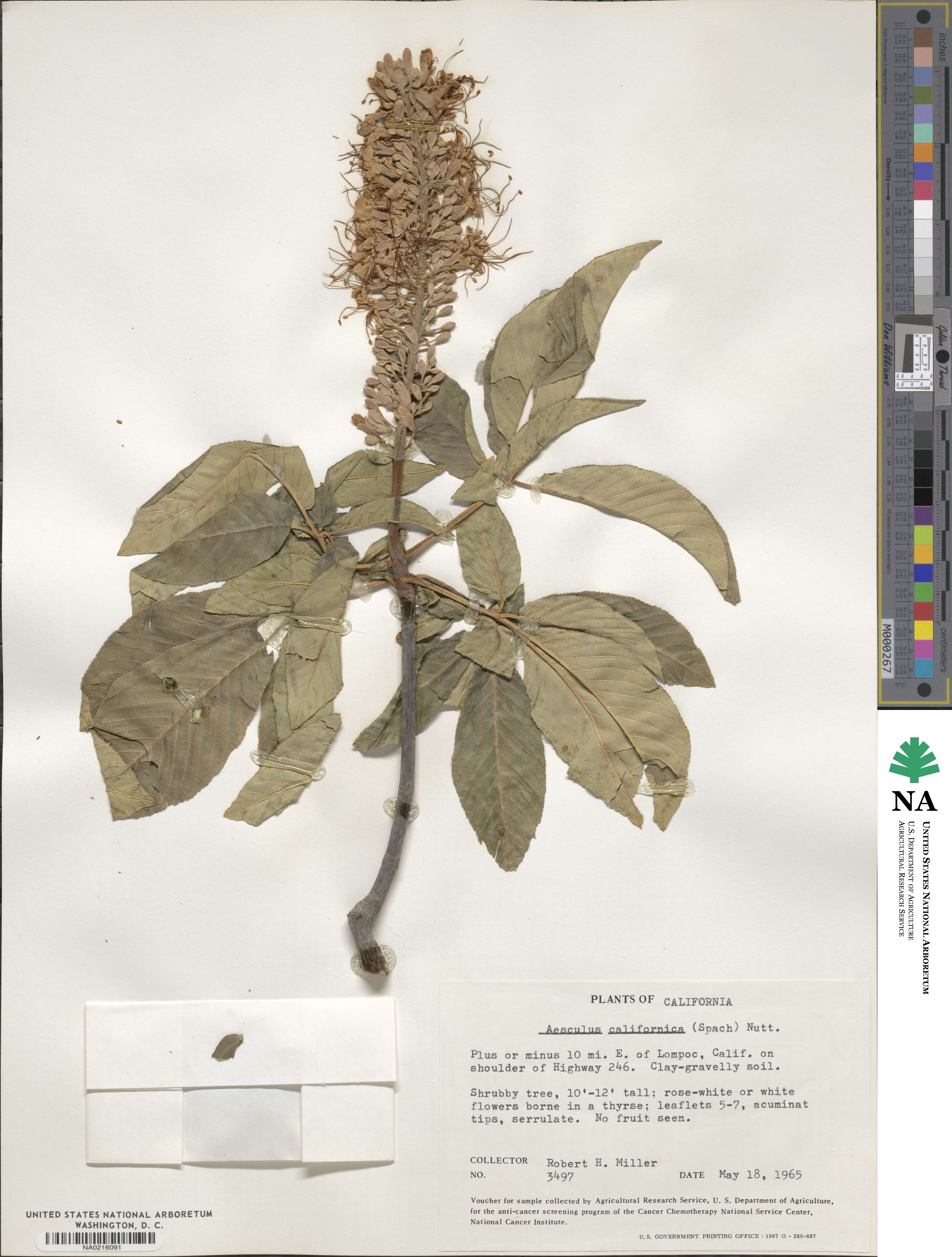 Aesculus californica image