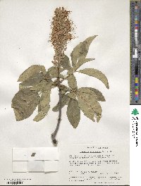 Aesculus californica image