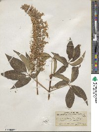 Aesculus californica image