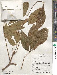 Aesculus flava image