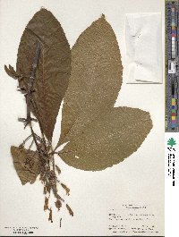 Aesculus flava image