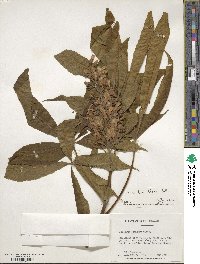 Aesculus flava image