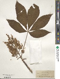 Aesculus flava image